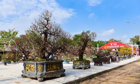 Tôn vinh những giá trị làng nghề truyền thống Hoa Đào Nhật Tân!