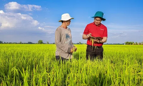 Ngân hàng Nhà Nước triển khai chương trình vay vốn cho sản xuất lúa chất lượng cao tại ĐBSCL