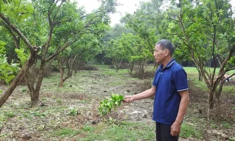 Sự hồi sinh của bưởi Đoan Hùng sau bão Yagi