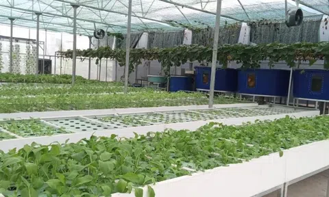 Aquaponics: Giải pháp xanh cho nông nghiệp bền vững ở nông thôn