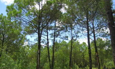 Lâm Đồng không xem xét chấp thuận các dự án liên quan đến rừng