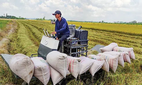 Nông sản Việt “đua nhau” lập kỷ lục xuất khẩu ra nước ngoài