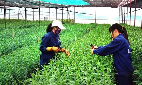 Đắk Nông: Phát triển nông nghiệp ứng dụng công nghệ cao bền vững, theo chuỗi giá trị