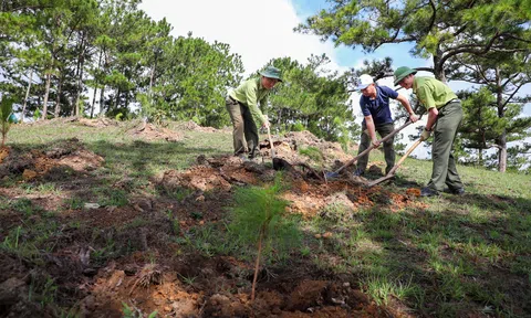 Lâm Đồng khẩn trương trồng rừng trong mùa mưa