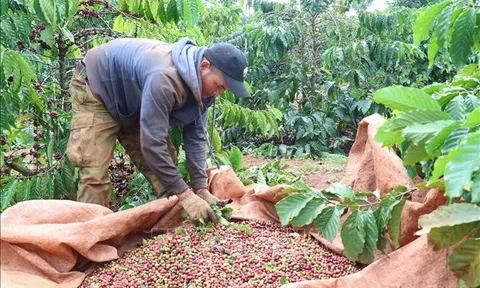 Mối lo thiếu nguồn cung cà phê sạch tại Đắk Nông trong mùa thu hoạch tới