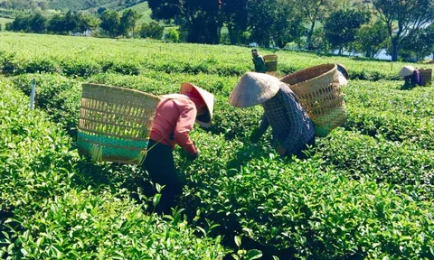 Huyện Bảo Lâm phát triển nông nghiệp công nghệ cao gắn với xây dựng nông thôn mới