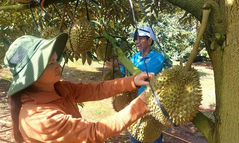 Lâm Đồng: Nông hộ xã Hoài Đức tập trung trồng sầu riêng theo hướng hữu cơ