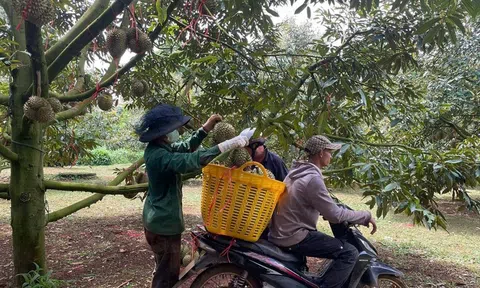 Krông Búk: Phát huy vai trò lãnh đạo của Đảng trong phát triển kinh tế