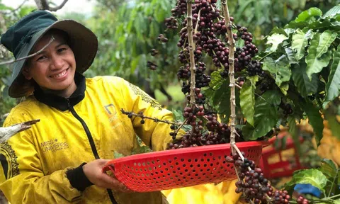 Những điểm sáng trong sản xuất nông nghiệp vùng đồng bào dân tộc thiểu số trên địa bàn huyện Di Linh