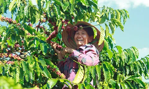 Lâm Đồng: Giá cà phê tăng mạnh, nông dân vừa mừng vừa lo