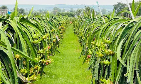 Hàm Ninh - Bình Thuận: “Thủ phủ” thanh long đáp ứng 19 tiêu chí của xã nông thôn mới