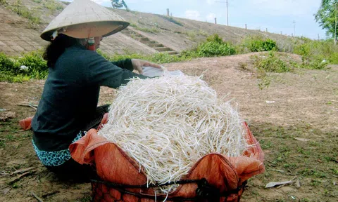 Hoài Nhơn - Bình Định: Nông dân duy trì nghề truyền thống làm giá đỗ