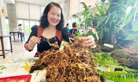 Kon Tum: Công bố “Tri thức dân gian về Sâm Ngọc Linh” là Di sản văn hóa phi vật thể quốc gia