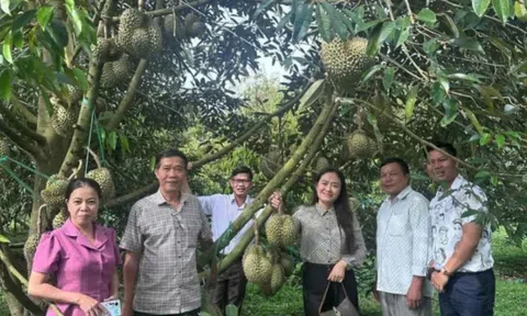 Đắk Lắk: Bí thư Đảng ủy xã sẽ livestream quảng bá, hỗ trợ nông dân bán sầu riêng