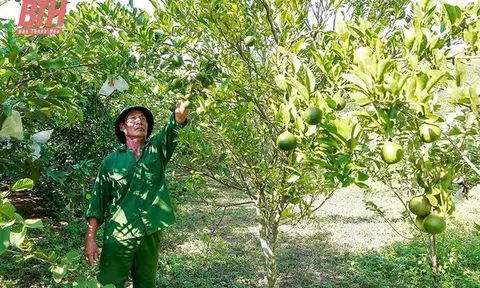 Thanh Hóa: Ngọc Lặc chuyển đổi cơ cấu cây trồng, nâng cao thu nhập cho người dân