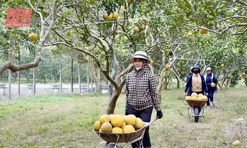 Thanh Hóa phát triển nông nghiệp hữu cơ: Hướng đi bền vững, hiệu quả cao