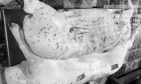 Vụ cán bộ thú y “phù phép” heo bệnh của C.P: Lỗ hổng an toàn thực phẩm