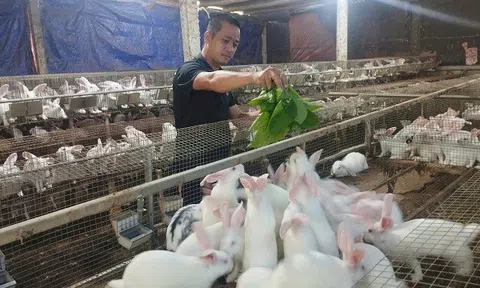 Quảng Nam: Những mô hình chăn nuôi hiệu quả ở Đại Lộc