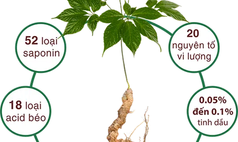 Kon Tum siết chặt quản lý mã số vùng trồng Sâm Ngọc Linh sau nhiều sai sót