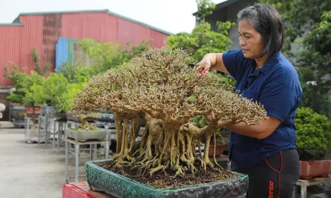 RADIO: Nghệ nhân Nguyễn Thị Hiện, người lặng lòng với Sinh Vật Cảnh Thủ đô