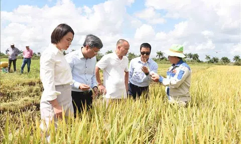 Sản xuất lúa gạo: Điểm sáng trong hợp tác nông nghiệp Việt Nam - Cuba