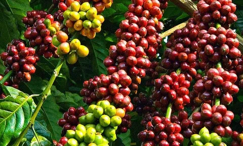 Khám phá thị trường vật tư Nông nghiệp Việt nam