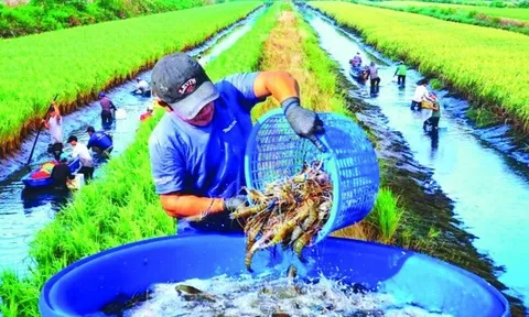 Chuyển đổi nông nghiệp sinh thái từ chính sách đến thực tiễn: Giải pháp cho chuyển đổi Hệ thống LTTP bền vững của Việt Nam