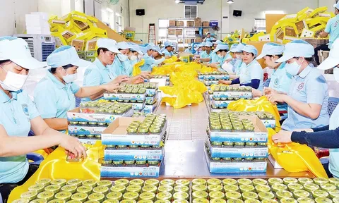 Yến sào Việt: Hướng đi vững chắc cho "vàng trắng" vươn tầm thế giới