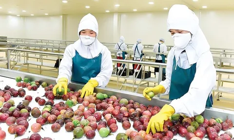 Thúc đẩy xuất khẩu trái cây Việt Nam: Con đường từ tiềm năng đến vị thế toàn cầu