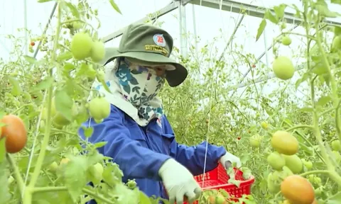 HTX Nông nghiệp Việt Nam: Bứt phá để phát triển bền vững