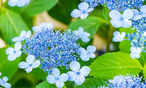 Hào khí Đào gia: Tiếp mạch nhân văn, dựng nền khoa học