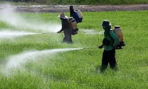 Giảm thiểu hóa chất nông nghiệp: Từ thực tiễn Quốc tế và bài cho Việt Nam 