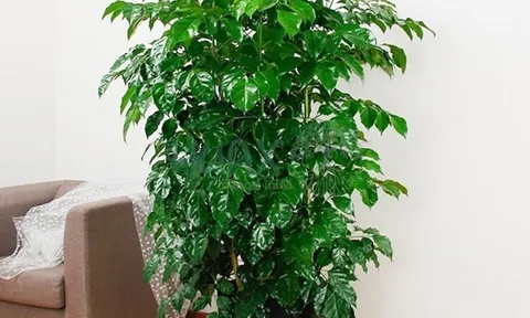 Cây Hạnh Phúc có gì đặc biệt?