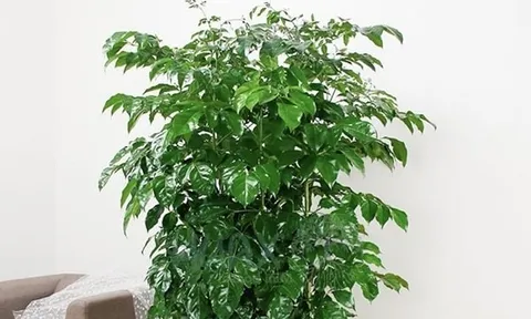 Cây Hạnh Phúc có gì đặc biệt?