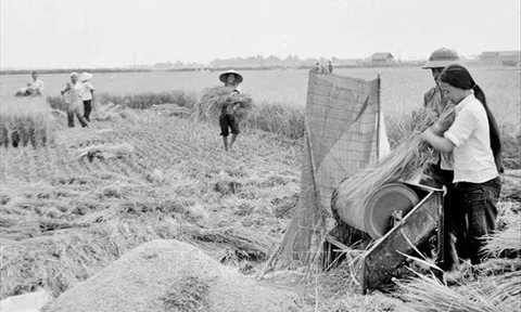 HTX Nông nghiệp Việt Nam giai đoạn (1987 - 1996) - Bài 05