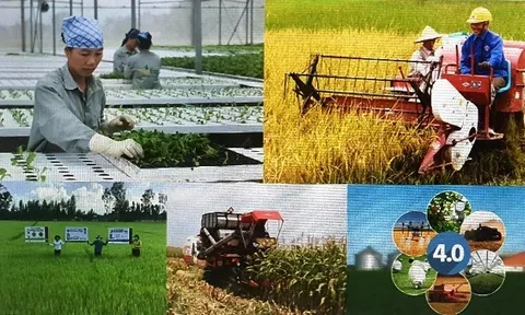 HTX Nông nghiệp Việt Nam giai đoạn (2004 - 2012) - Bài 07