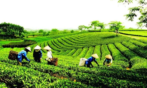 HTX: "Mắt xích" chiến lược trong sự nghiệp phát triển Tam nông và Nông thôn mới - Bài 12