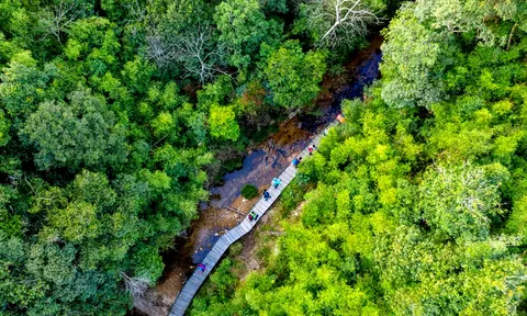 Tín chỉ Carbon rừng: Từ "lá phổi xanh" đến cơ hội kiến tạo sinh kế bền vững