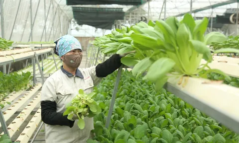 Nông nghiệp đô thị Hà Nội: Từ mạch nguồn văn hiến đến kỷ nguyên vươn mình