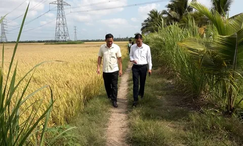 Áp dụng quy trình giảm phát thải: Lời giải cho bài toán kinh phí của nông dân miền Tây