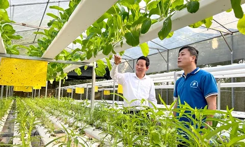 Kết nối sản xuất với đô thị, dinh dưỡng và thị trường: Vai trò chiến lược của nông nghiệp đô thị tại Đồng bằng sông Hồng