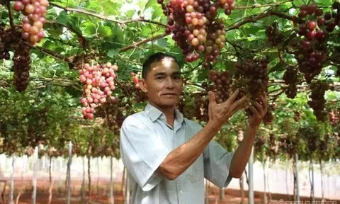 Trái ngọt trên vùng đất khó: Lão nông U60 hiện thực hóa khát vọng nông nghiệp kết hợp du lịch