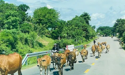Nam thanh niên tử vong tại chỗ sau khi tông vào bò trên quốc lộ 25