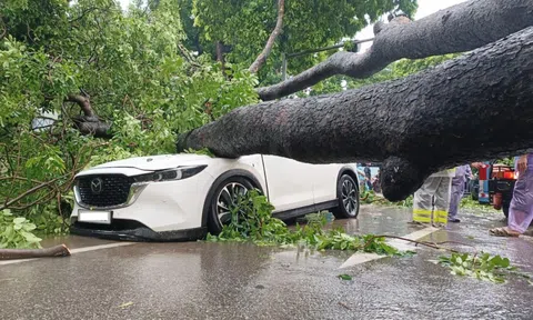 Cây cổ thụ bật gốc giữa mưa lớn, đè trúng 2 ô tô đang lưu thông