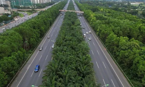 Trồng cây xanh trên cao tốc: Giải pháp an toàn hay tiềm ẩn rủi ro?