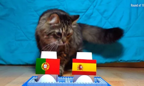 Dự đoán kết quả Bồ Đào Nha vs Tây Ban Nha - World Cup 2026: Mèo tiên tri khiến Ronaldo mừng thầm