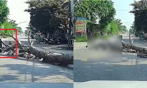 Vụ người đàn ông tử vong vì cây đè trúng: Công an thông tin diễn biến mới gây chú ý về người cưa cây