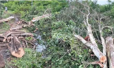 Rủ người quen cưa cây trong vườn, người đàn ông bị cây đè tử vong: Lý do nạn nhân bị cây đè trúng