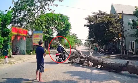 Thông tin mới vụ cưa cây đổ khiến người đi đường tử vong: Gia đình nạn nhân nói điều bất ngờ