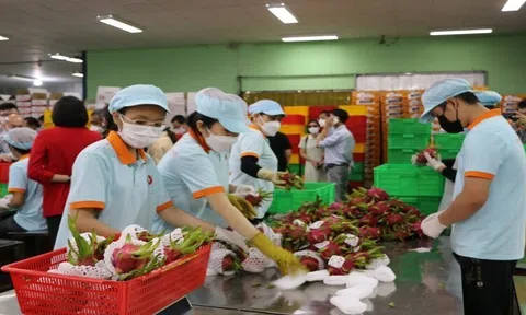 Vietnam has ample opportunities for fruit and vegetable export to Germany